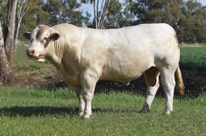 Lot 35 - JAJG174E