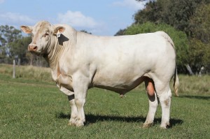 Lot 38 - JAJG85E