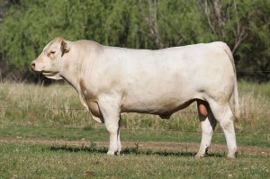 Lot 40 - JAJG18E