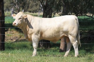 Lot 43 - JAJH32E