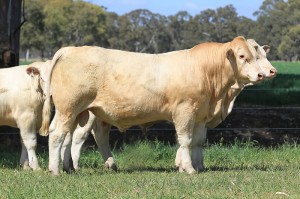 Lot 44 - JAJH35E