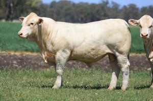 Lot 49 - JAJH46E