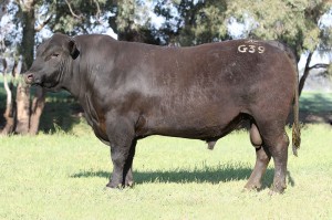 Lot 5 - QQFG39