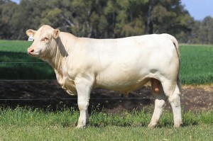 Lot 50 - JAJH88E