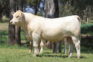 Lot 56 - JAJH62E