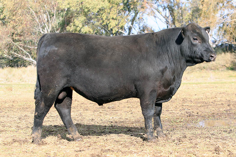 LOT 20 - QQFJ231