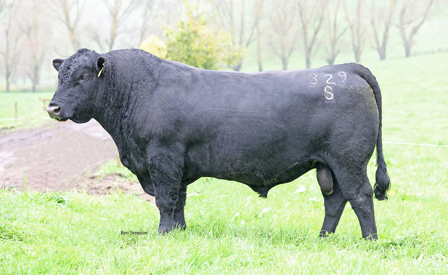 Angus - Ascot Cattle Co
