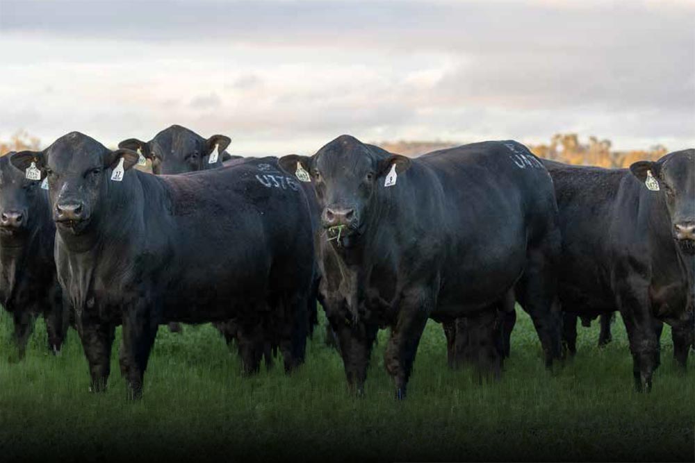 2026 Bull Sale Preview